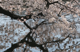 2021年水辺の桜.280web