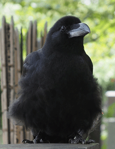 2025年7月谷中の子カラス4web