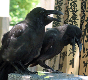 2025年8月口からす