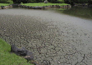 2025年8月小石川の池