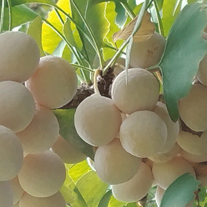 2025年9月銀杏2web