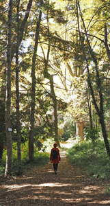 2025年11月21日小石川・森の聖堂