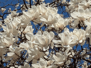 2026年3月7日白木蓮